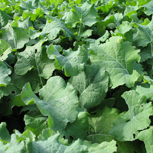Forage Rapeseed Selection - Cover Crops Guide